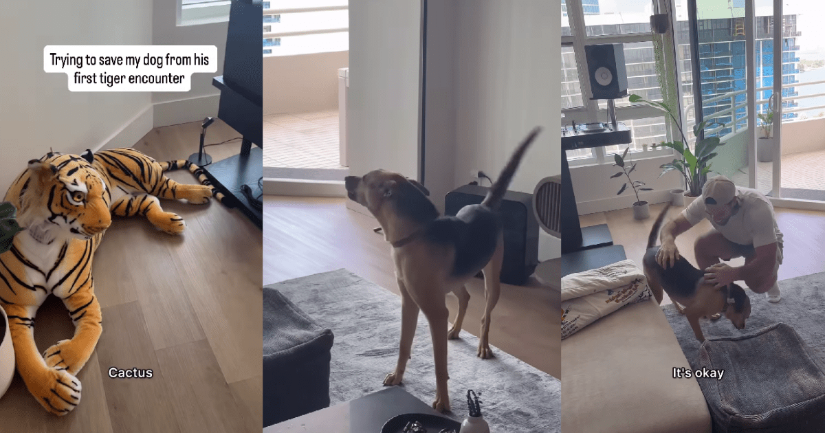 Rescue Dog’s First Run-in With a Tiger Doesn’t Go as Expected