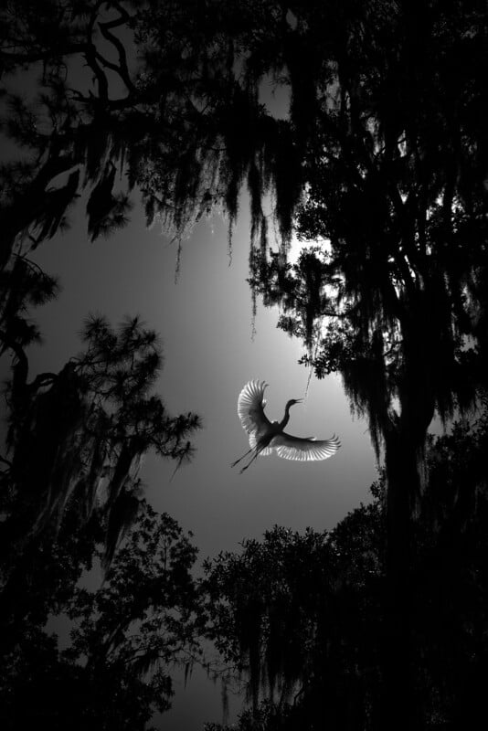 A silhouette of a heron with outstretched wings flies among trees draped with Spanish moss, illuminated against a bright sky in a dramatic black-and-white scene.