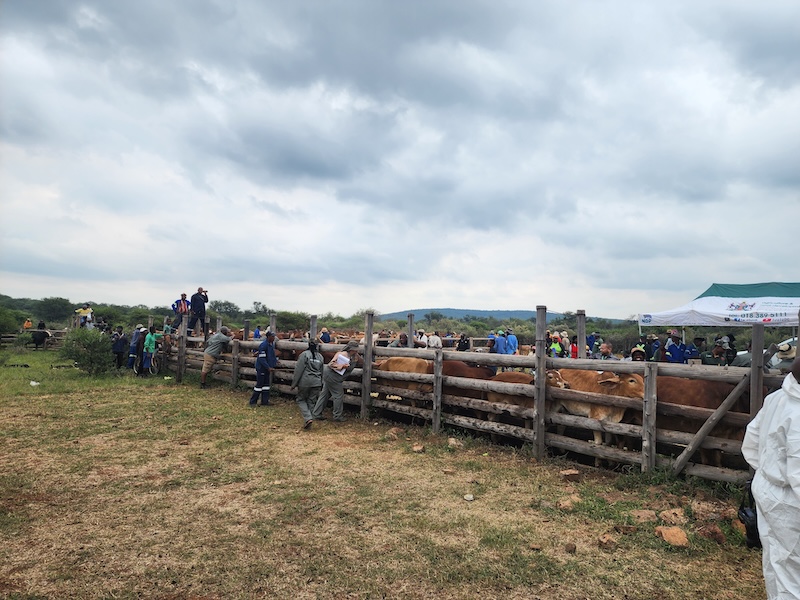 During the fifth nationwide mass vaccination campaign against foot-and-mouth disease (FMD) in Ramotshere Moiloa Local Municipality, more than 650 communal cattle were vaccinated with the Aftodoll oil vaccine manufactured by Dollvet. Photo: Lebogang Mashala