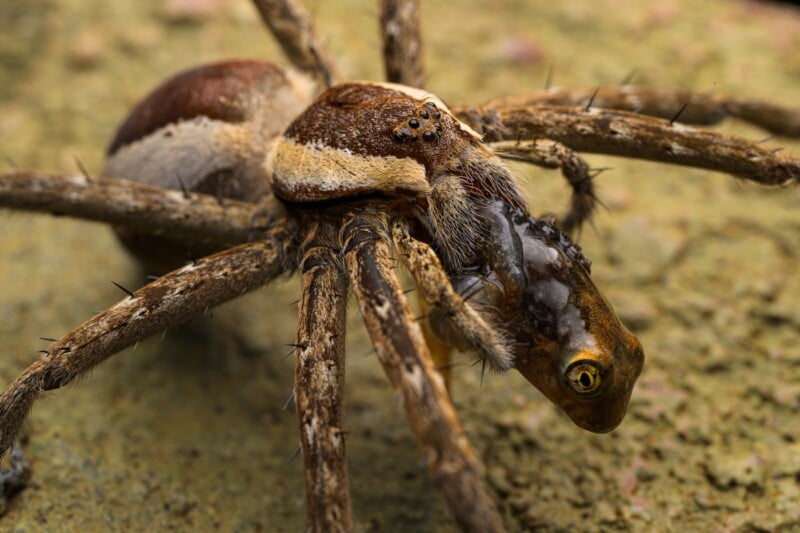 A close-up of an unusual creature with the body and legs of a spider and the head of an octopus, featuring eight spider eyes and textured brown legs on a rough, earthy surface.