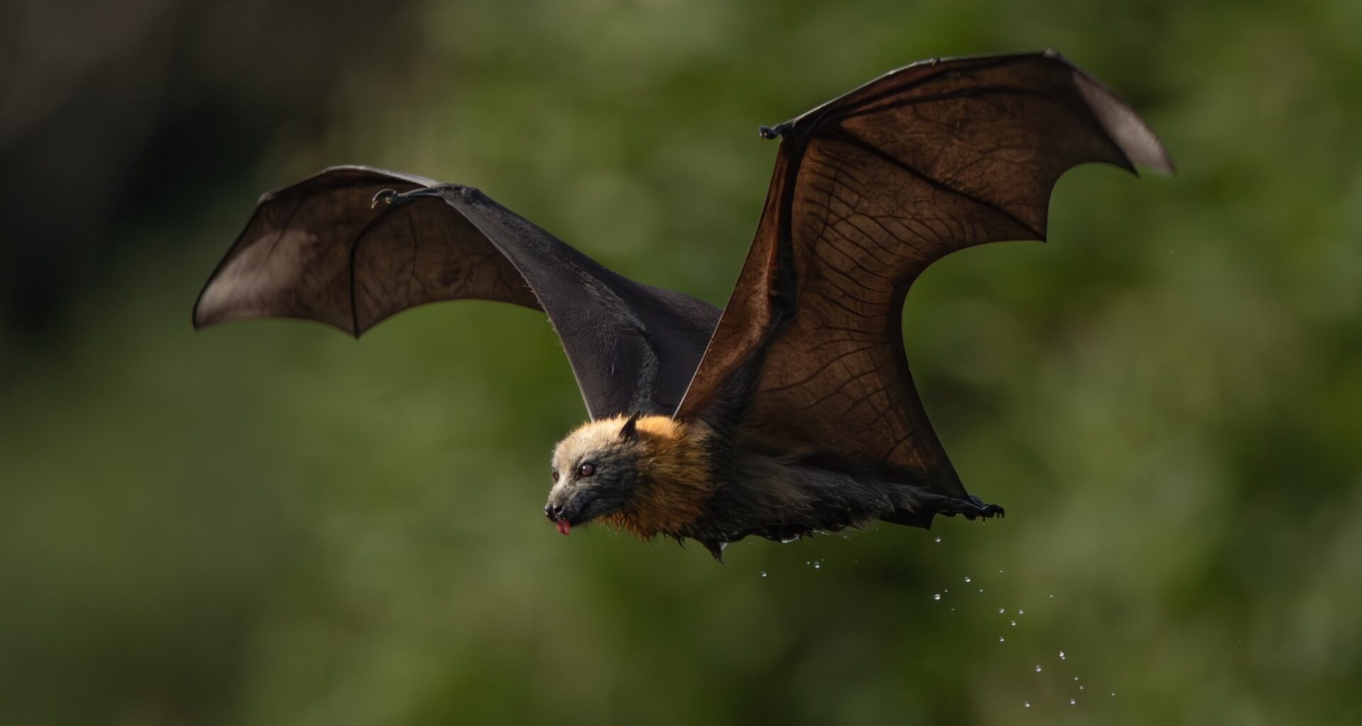 Australia’s flying foxes offer valuable services & deserve better reputation: Study