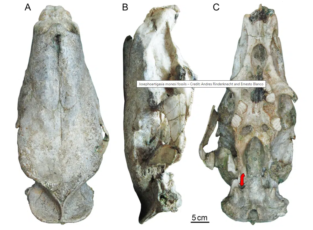 Fossil Skull Of Josephoartigasia Monesi Shown In Dorsal (a), Lateral (b), And Ventral (c) Views