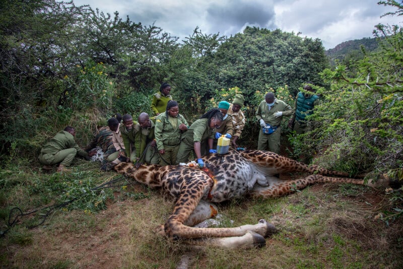 A group of wildlife rangers and veterinarians gather around a tranquilized giraffe lying on the ground in a bushy area, performing medical procedures or conservation work.