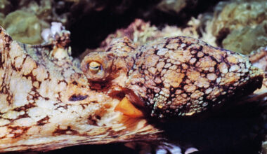 Image of a brown and beige pattern being displayed by an octopus moving in front of rocks on the seafloor.