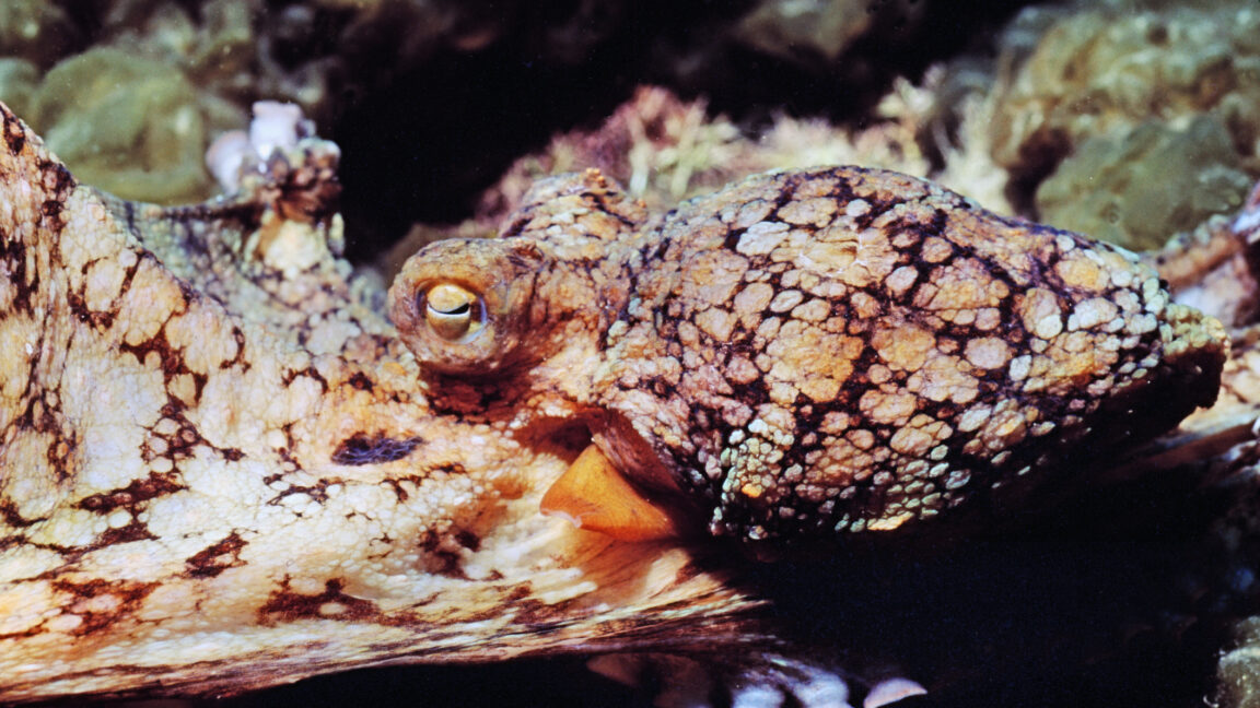 Image of a brown and beige pattern being displayed by an octopus moving in front of rocks on the seafloor.