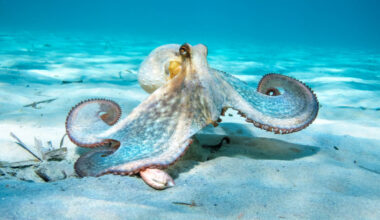 Octopus In Action