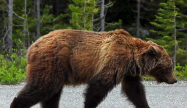 Reopen grizzly bear hunt, policy reform to curb encounters urged by Rural Municipalities of Alberta