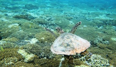 Meet This Critically Endangered Hawksbill Turtle Who Swam Home