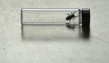 Nefertiti jumping spider