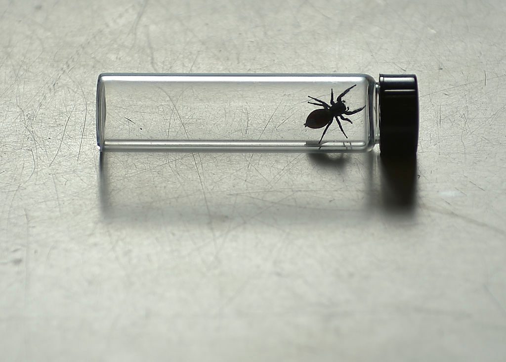 Nefertiti jumping spider