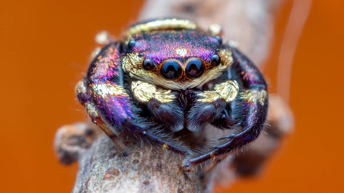 Purple gold jumping spider (Irura bidenticulata)