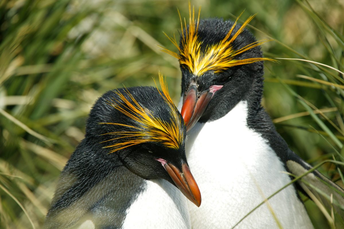 Two macaroni penguins show affection, Livingstone Island, Antarctica.