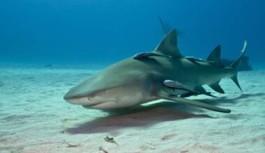 Cocaine, caffeine found in sharks in the Bahamas, study says - National