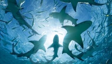 Sharks testing positive for cocaine and painkillers in the Caribbean