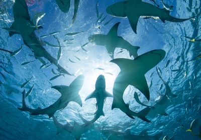 Sharks testing positive for cocaine and painkillers in the Caribbean