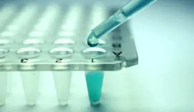 stem cells