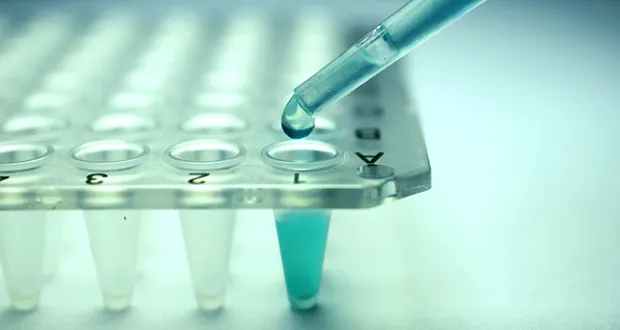 stem cells