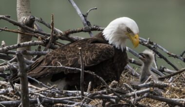 Bald Eagles Welcome Chick on Livestream