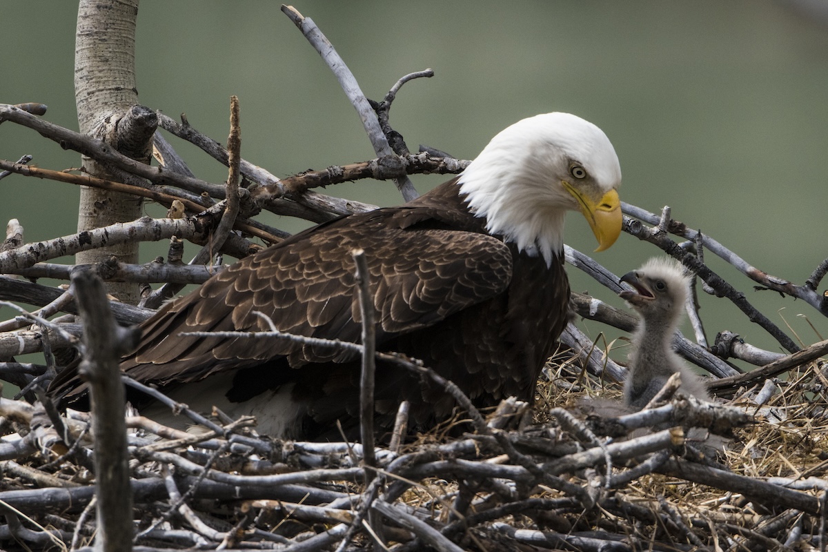 Bald Eagles Welcome Chick on Livestream