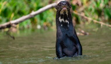 UN Summit Sees Giant Otter and 39 Other Migratory Species Gain Cross-Border Protections