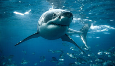 Caribbean sharks 'becoming more aggressive' due to cocaine spilled in water by tourists