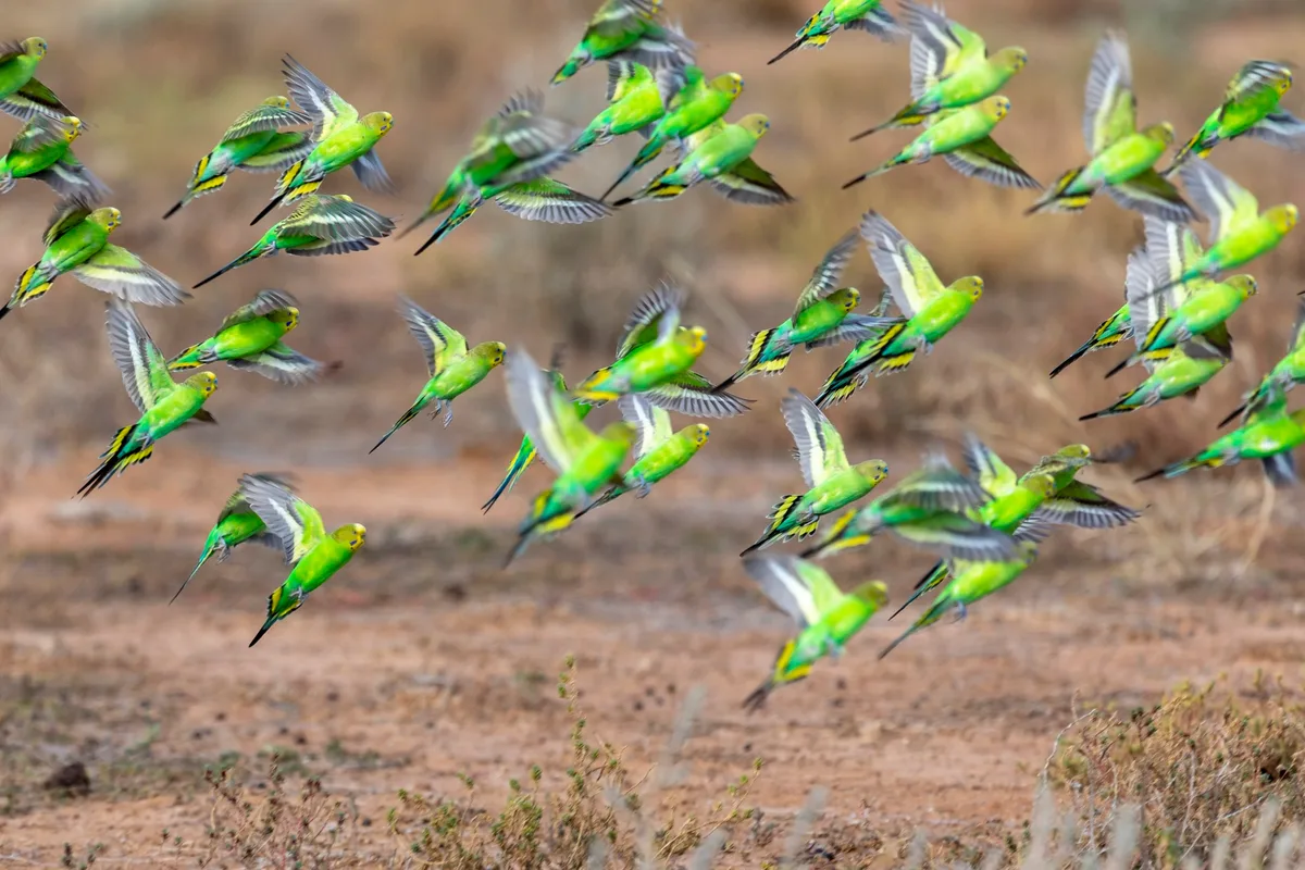 Budgerigars