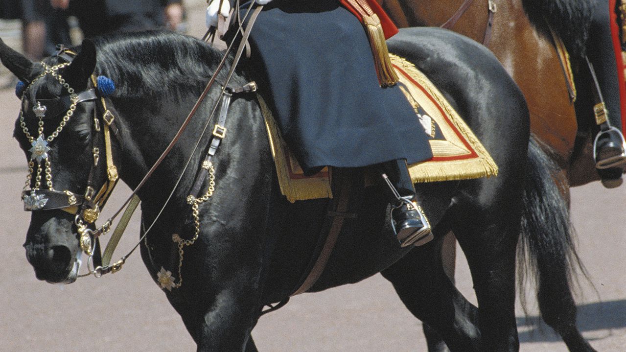 All the Queen’s horses! Chronicling Her Majesty's life in 13 of her favourite steeds