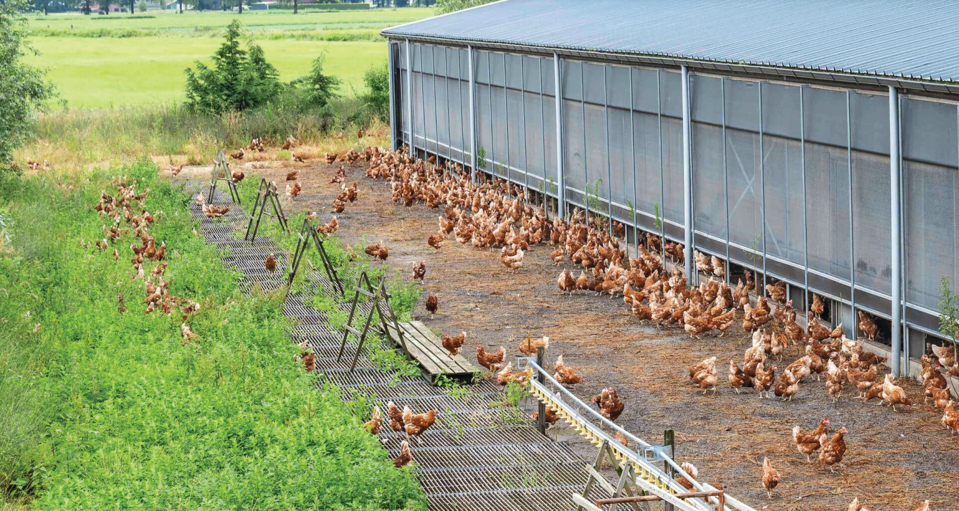 Limited number of avian influenza cases on the Iberian Peninsula
