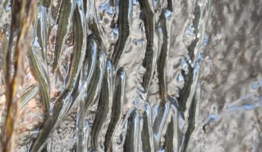 These tiny fish can climb up a 15metre-tall waterfall in 10 hours