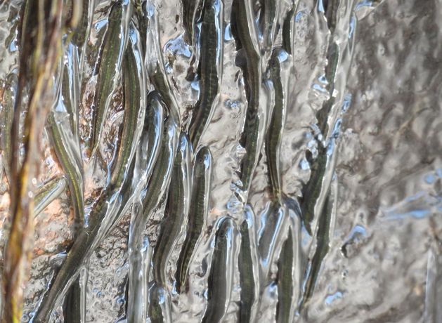 These tiny fish can climb up a 15metre-tall waterfall in 10 hours