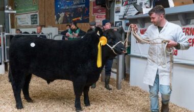 Top quality bullock/heifer base price hits €6.75/kg