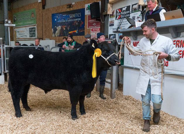 Top quality bullock/heifer base price hits €6.75/kg