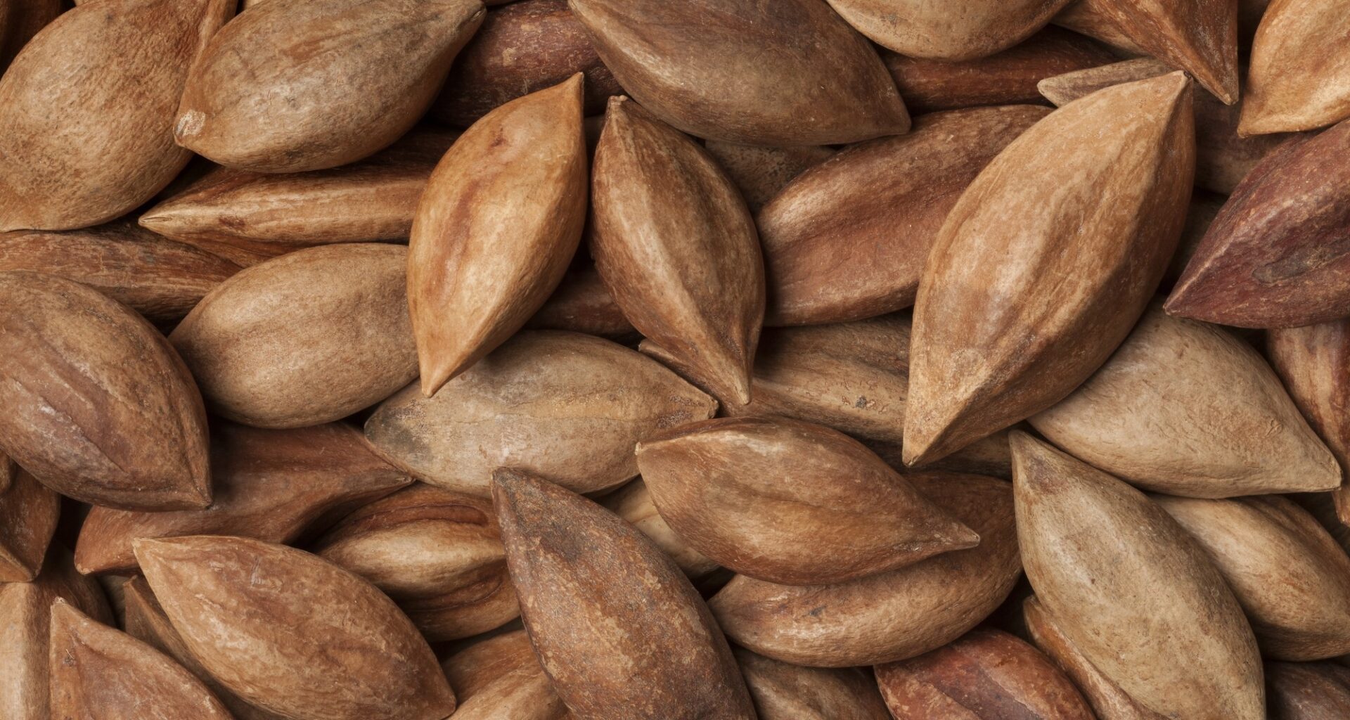 Pili Nuts Nutrition Facts and Health Benefits Explained