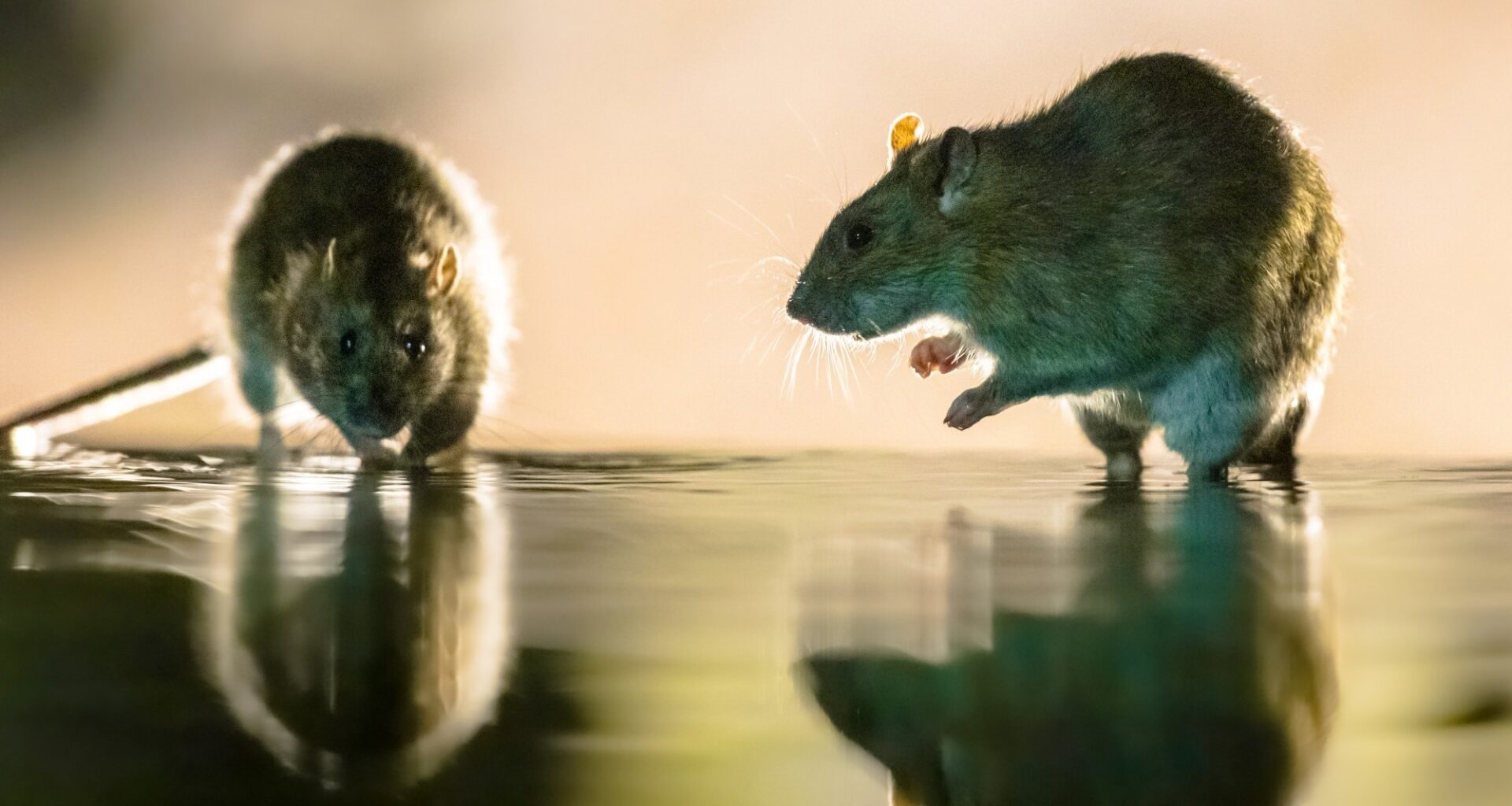 Study: Rocahepevirus ratti: molecular evolution, zoonotic potential and public health impact. Image Credit: Rudmer Zwerver / Shutterstock