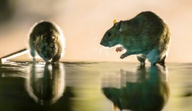 Study: Rocahepevirus ratti: molecular evolution, zoonotic potential and public health impact. Image Credit: Rudmer Zwerver / Shutterstock