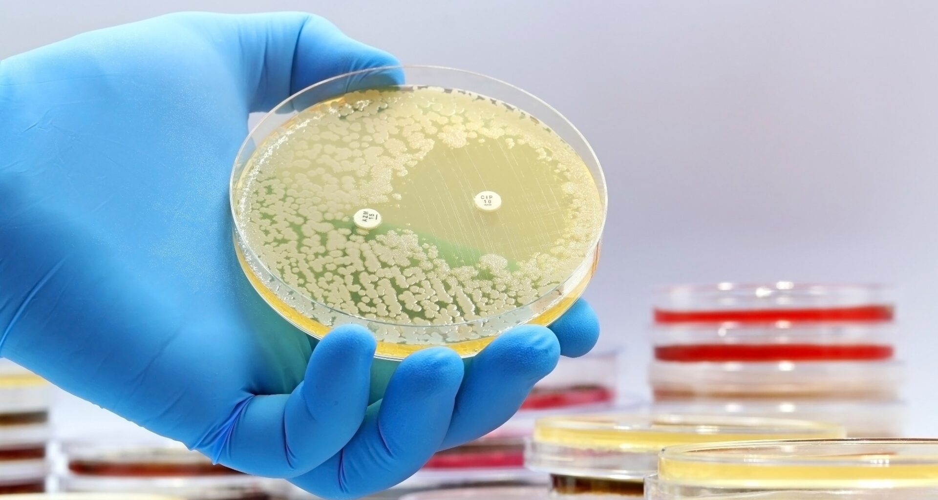 A microbiological culture Petri dish with bacteria where an antibiotic resistance test has been carried