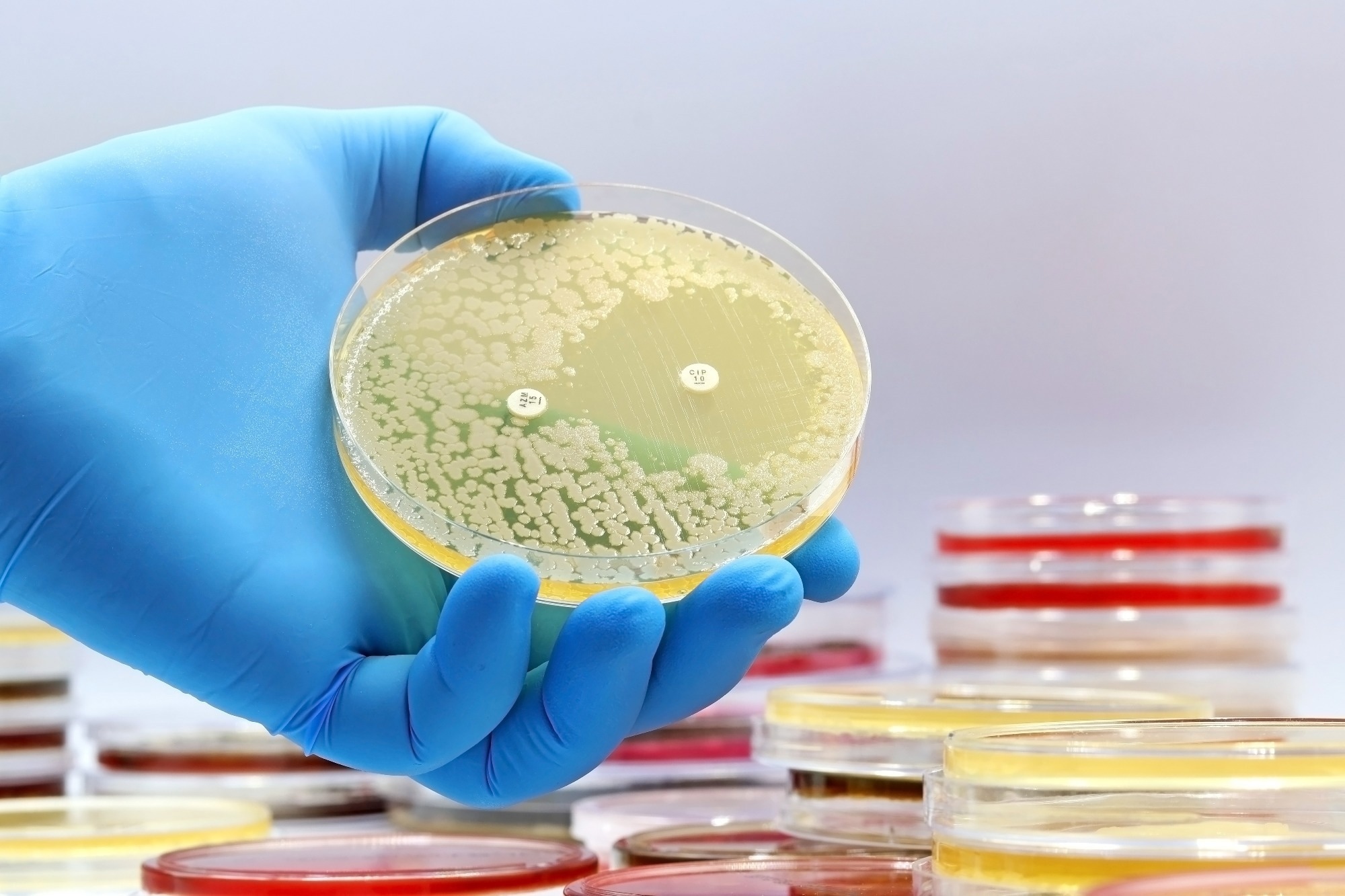 A microbiological culture Petri dish with bacteria where an antibiotic resistance test has been carried