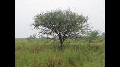 In Ethiopia, there are poems about the dangers of the fast-spreading invasive Prosopis juliflora, brought to the country in the 1970s as part of a fodder and anti-land-erosion effort. (Wikimedia)