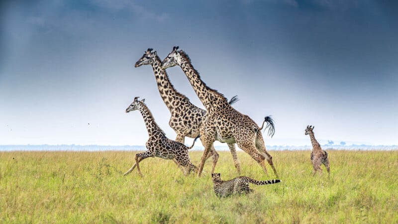 Four giraffes run through tall grass on a savanna under a cloudy sky, while a cheetah crouches in the grass nearby, watching them.