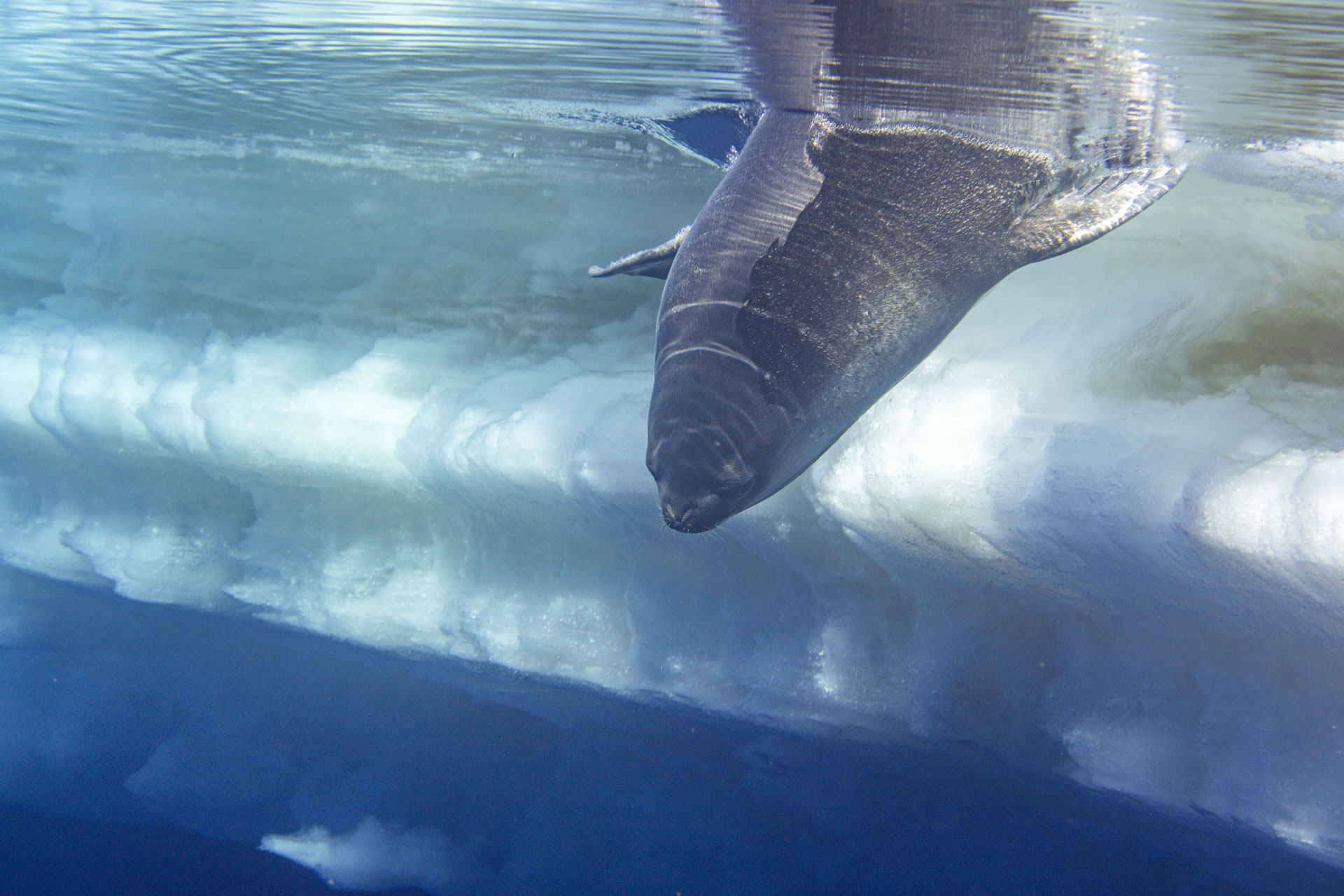 Photos of a rare Ross seal in Antarctica by sealife photographer Justin Hofman, underwater near the surface