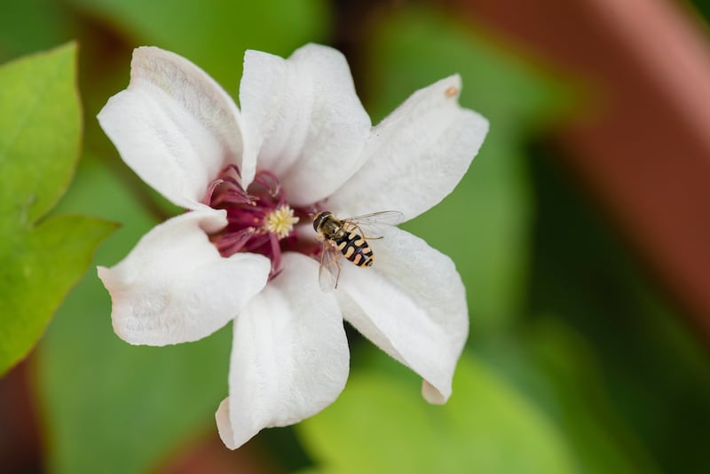 A hoverfly investigates a clematis flower. Photograph: Georgi Mabee/RHS/PA
