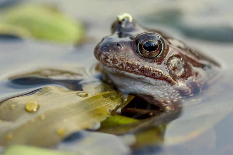 Close-up of a brown frog with large, shiny eyes sitting partially submerged in water among green leaves. The frog's skin is smooth and wet, and the background is softly blurred.
