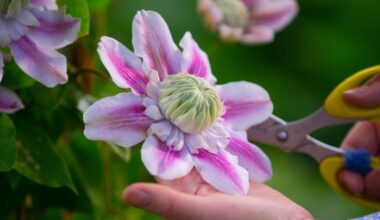 Now is the time to light up your garden with charming clematis – The Irish Times