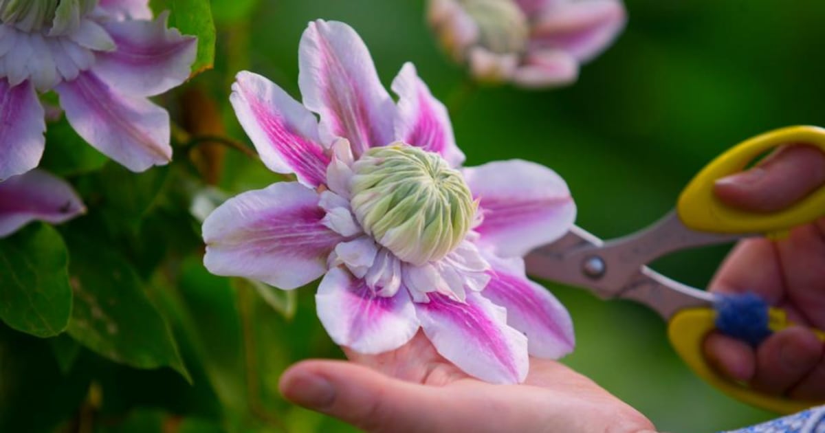 Now is the time to light up your garden with charming clematis – The Irish Times