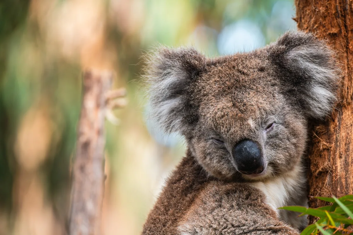 Koala sitting on tree branch