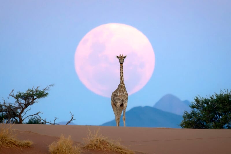 A lone giraffe stands on sandy ground with sparse bushes, silhouetted against a large, bright full moon and distant blue mountains at dusk.