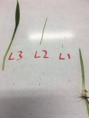 Leaf one, two and three in winter barley