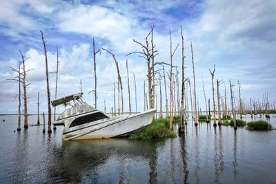 Dead cypress trees in Venice, Louisiana. Advancing seawater is killing trees in Louisiana's marshlands.