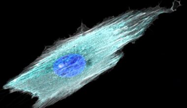 Fibrillar adhesion dynamics govern the timescales of nuclear mechano-response via the vimentin cytoskeleton Credit© Institute for Bioengineering of Catalonia (IBEC)