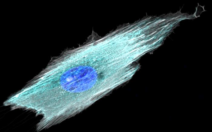 Fibrillar adhesion dynamics govern the timescales of nuclear mechano-response via the vimentin cytoskeleton Credit© Institute for Bioengineering of Catalonia (IBEC)